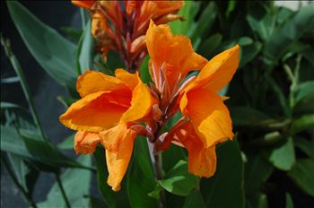 Canna Tangelo
